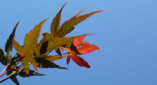 acer